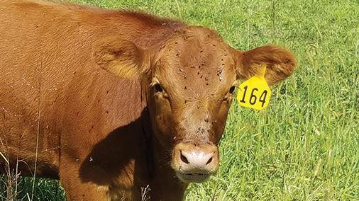 Vet Report: Dealing with fly control in pastured cattle
